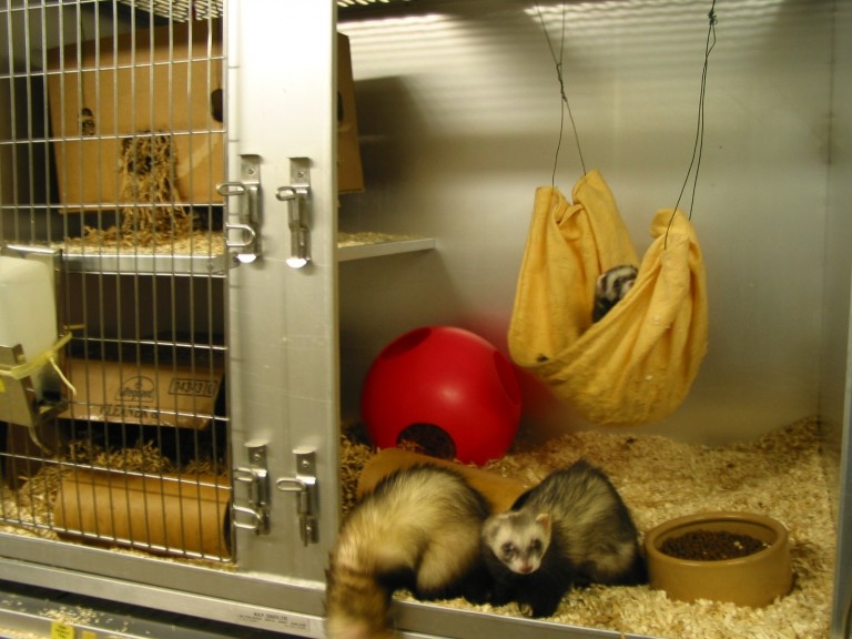 Housing and husbandry Ferret NC3Rs